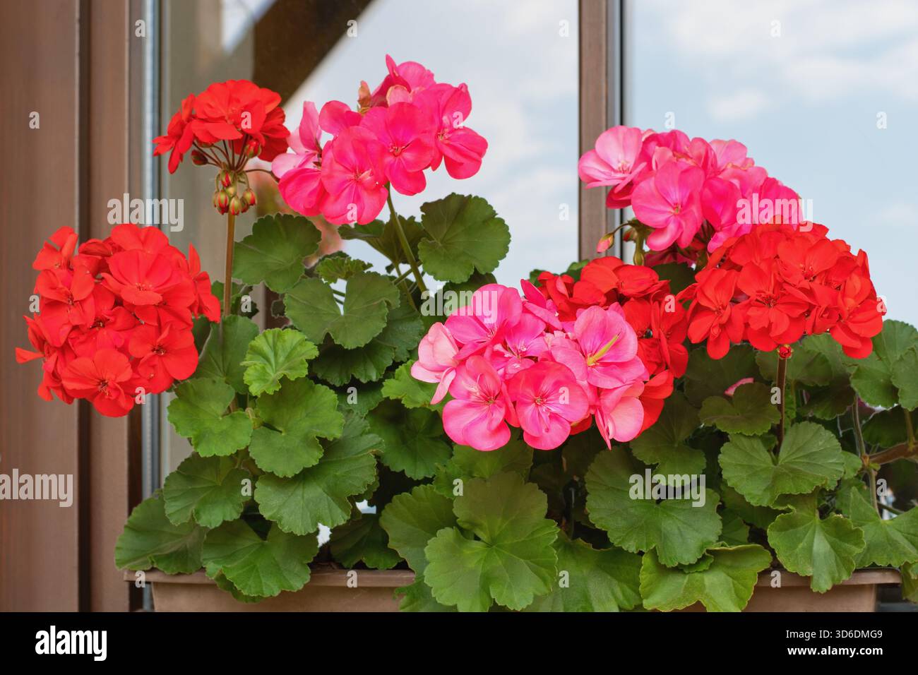 Richly blooming geranium flowers on the windows Stock Photo