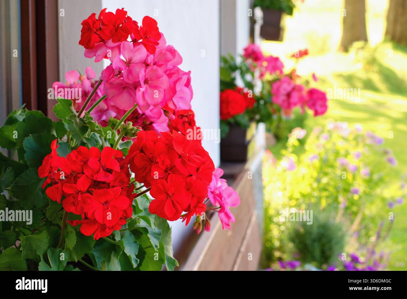 Richly blooming geranium flowers on the windows Stock Photo