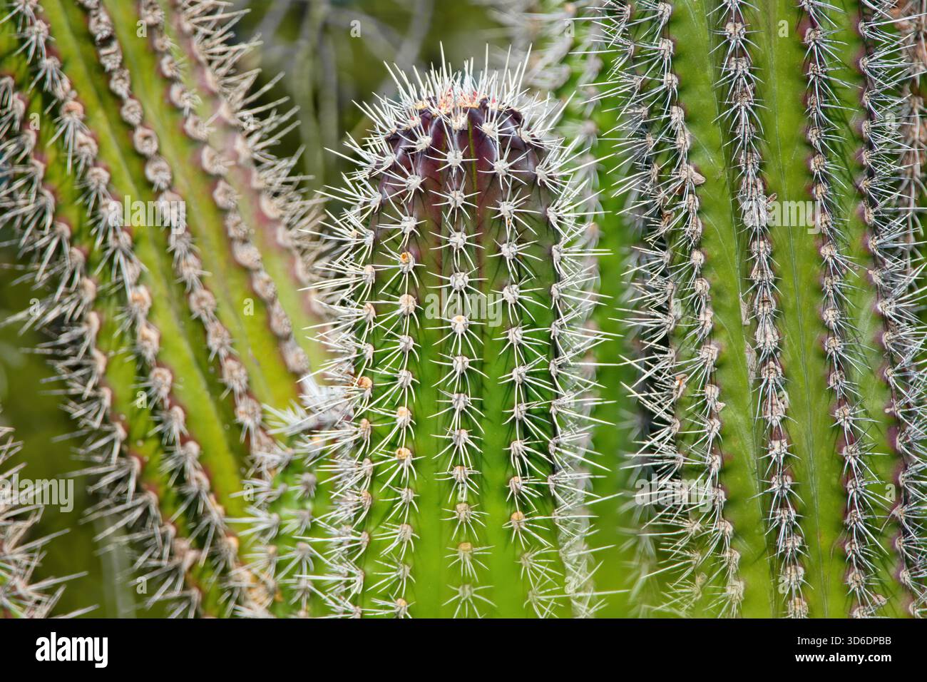 Curacao cactus hi-res stock photography and images - Alamy