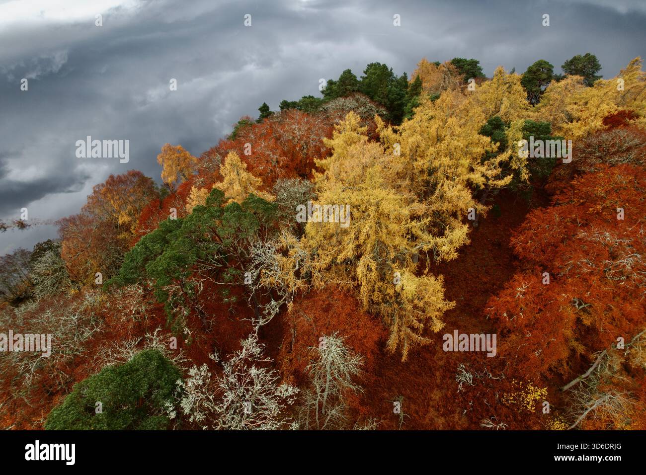 Aerial view of a forest ablaze with autumn colors, where gold, red, and ...