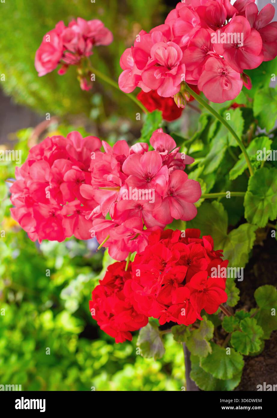Richly blooming geranium flowers on the windows Stock Photo