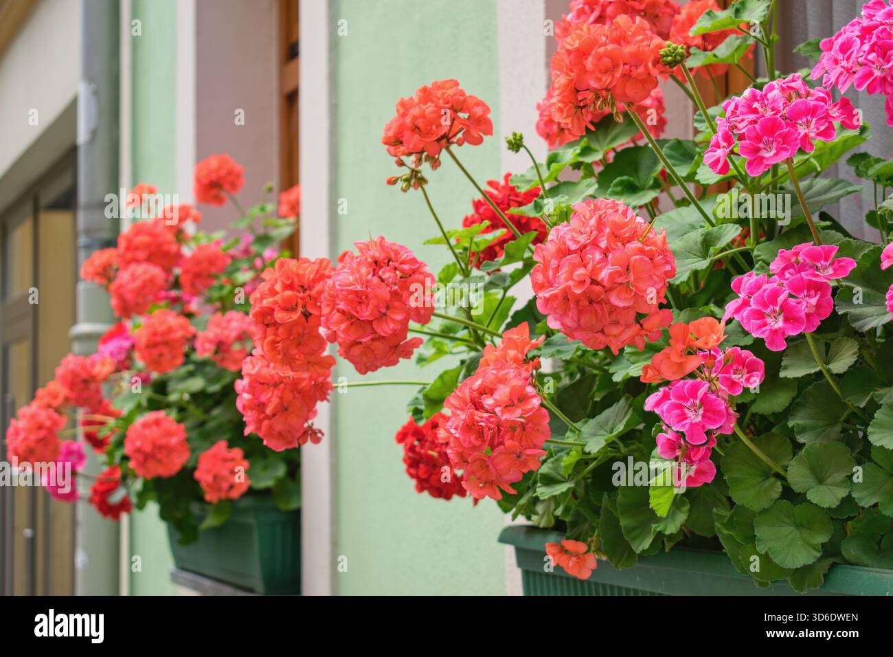 Richly blooming geranium flowers on the windows Stock Photo