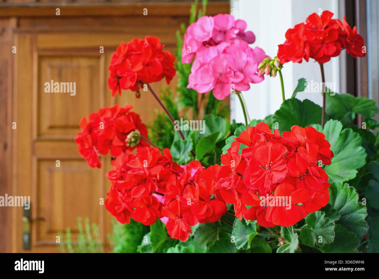 Richly blooming geranium flowers on the windows Stock Photo