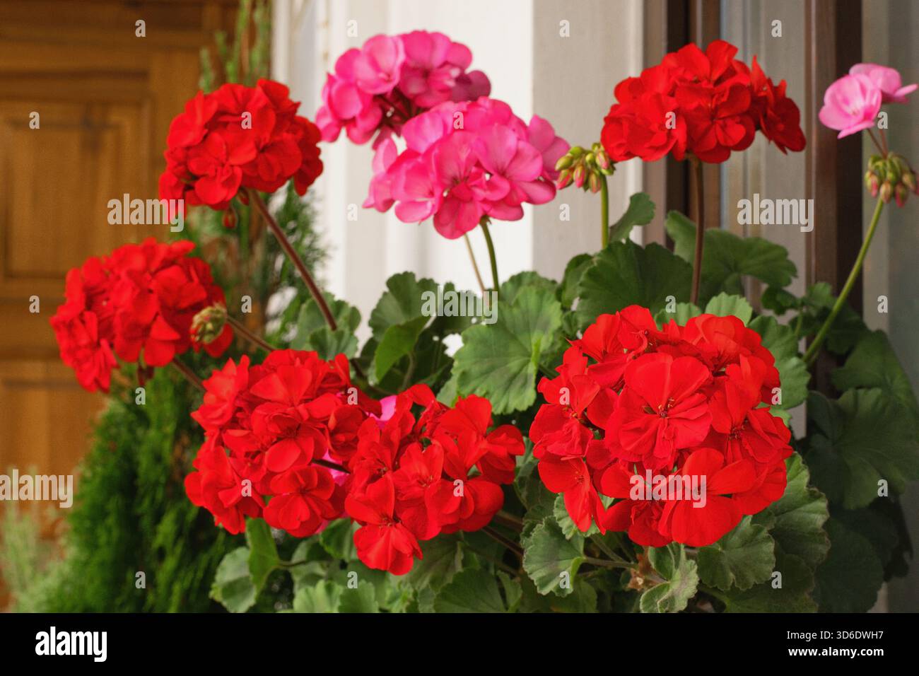 Richly blooming geranium flowers on the windows Stock Photo