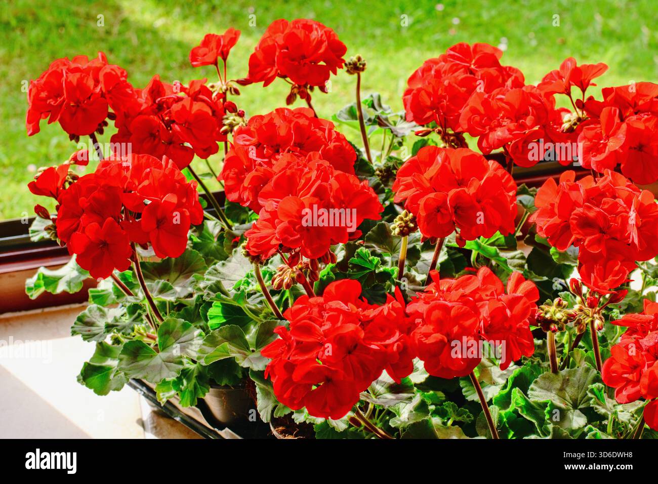 Richly blooming geranium flowers on the windows Stock Photo