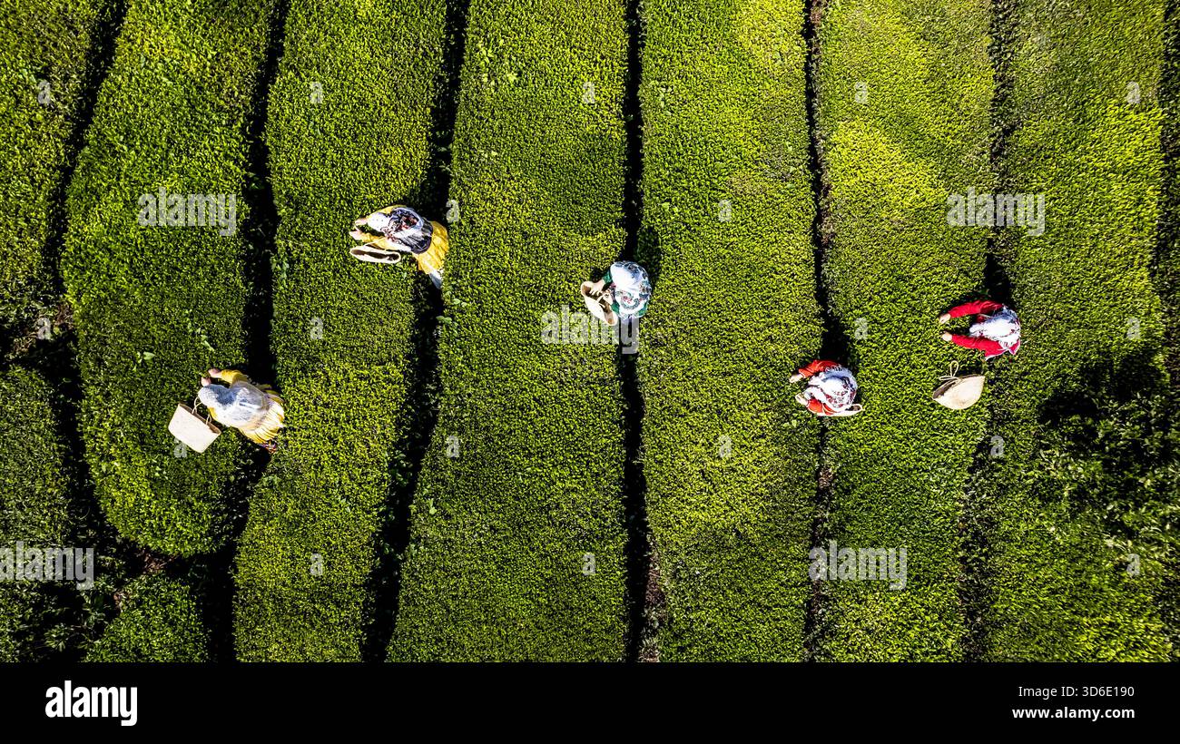Aerial view of figures harvesting vibrant green tea leaves in neat rows ...