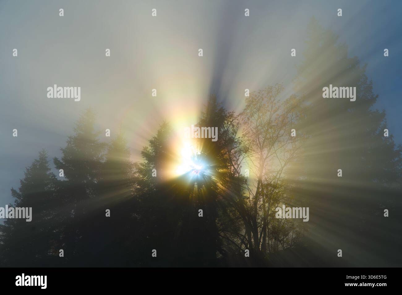 Sun rays piercing through misty fog in a coniferous forest at sunrise ...