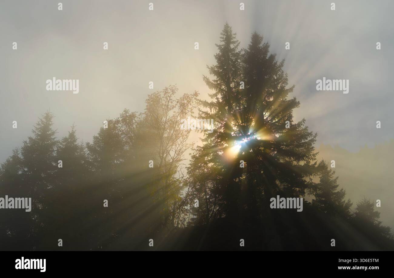 Sun rays piercing through misty fog in a coniferous forest at sunrise ...