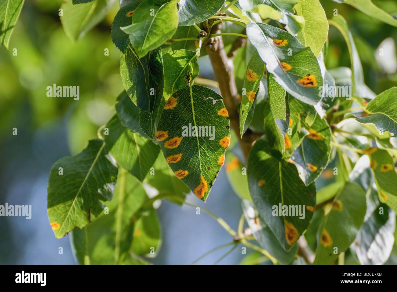 Ear Rust Sign Plant disease detail, fungal infection Gymnosporangium sabinae. Pear ...