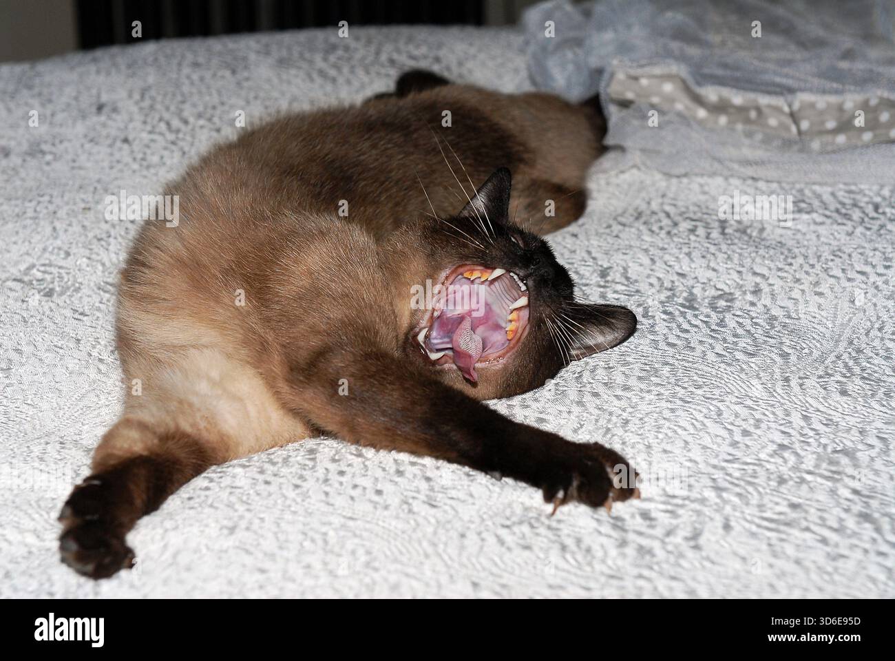 Siamese cat yawning Stock Photo