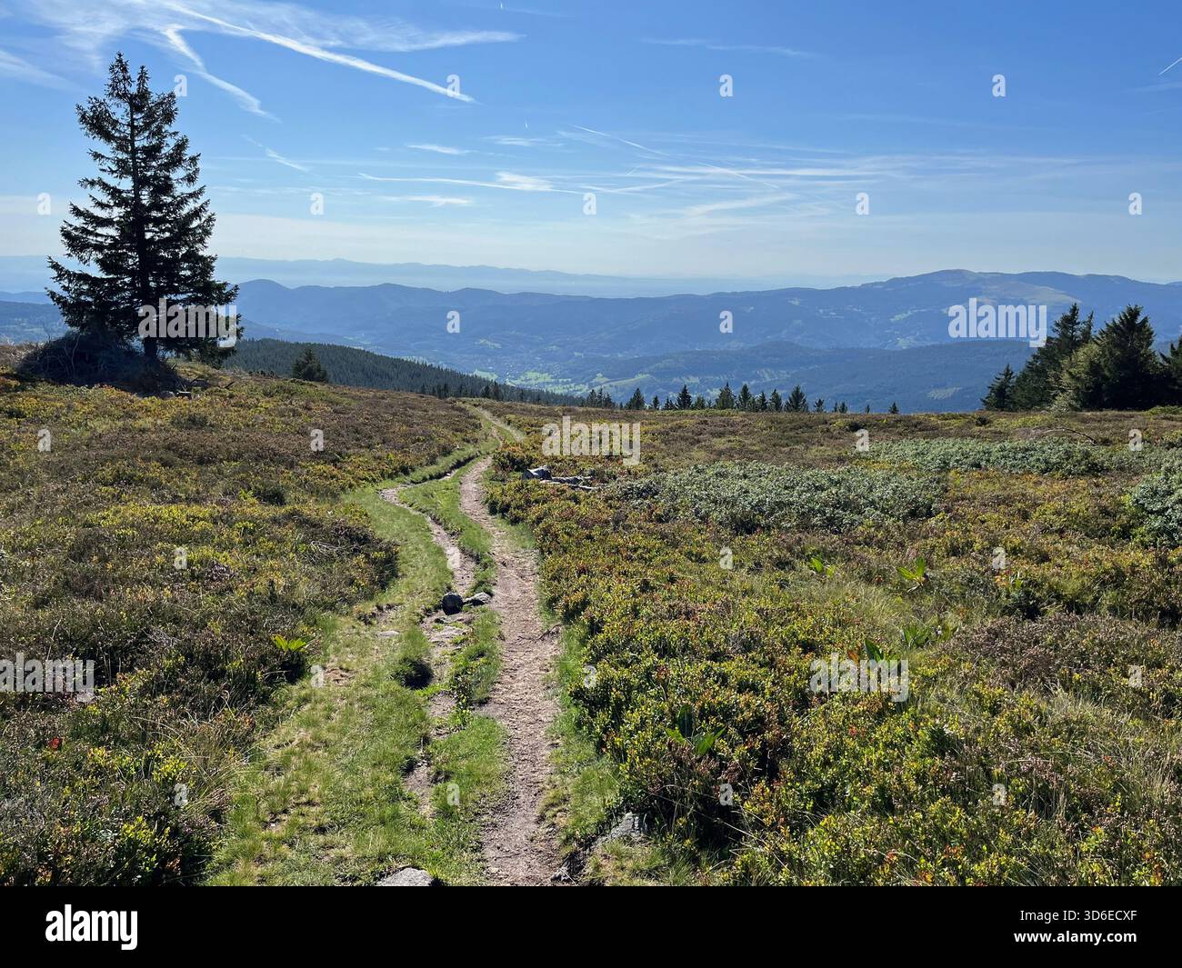 Mountain hiking trail with lone pine tree and panoramic mountain landscape - Smartphone Captured Stock Image