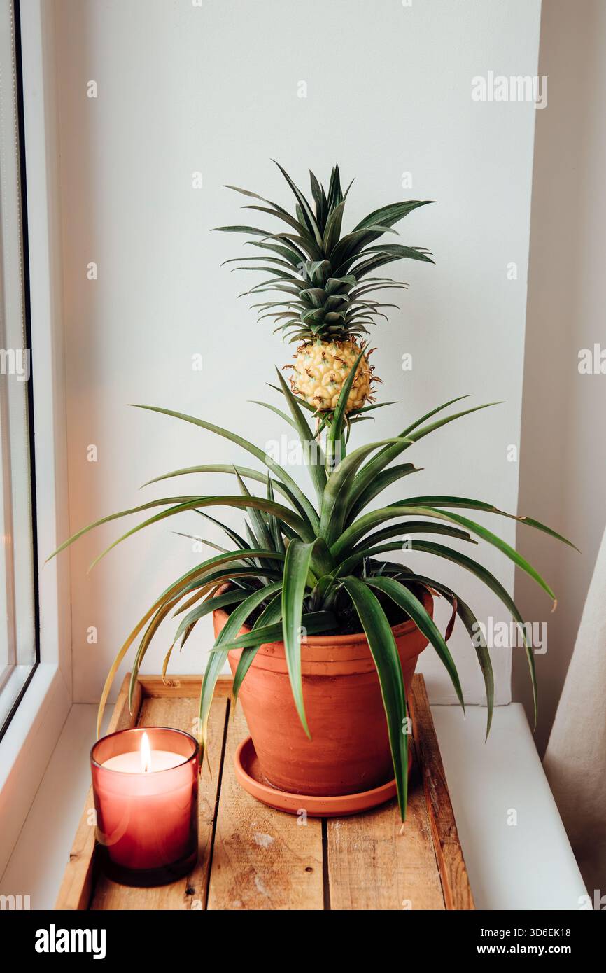 Pineapple plant in pot hi-res stock photography and images - Alamy