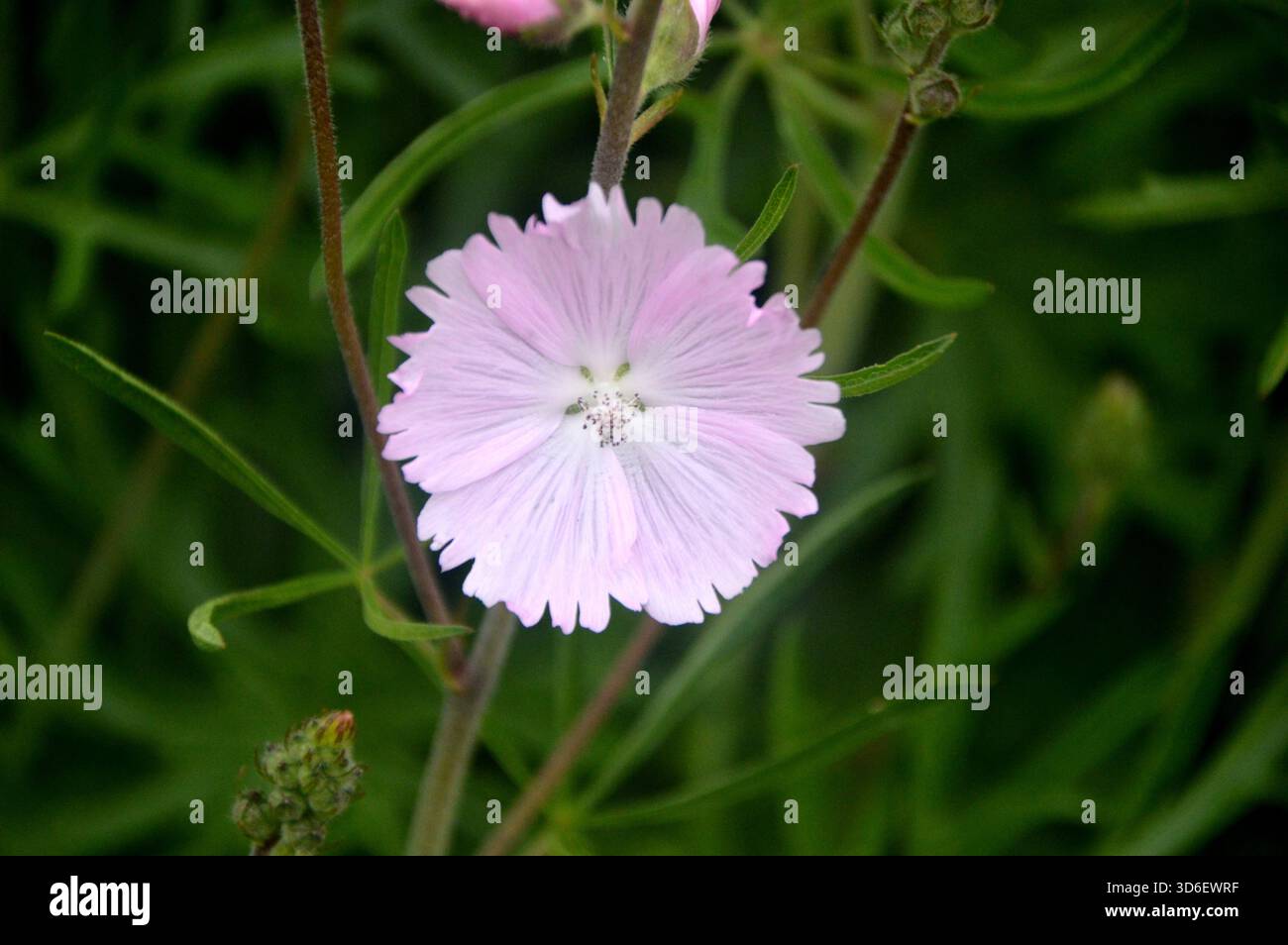 Single Pale Pink Malva Moschata 'Musk Mallow' Wildflower on Display in ...