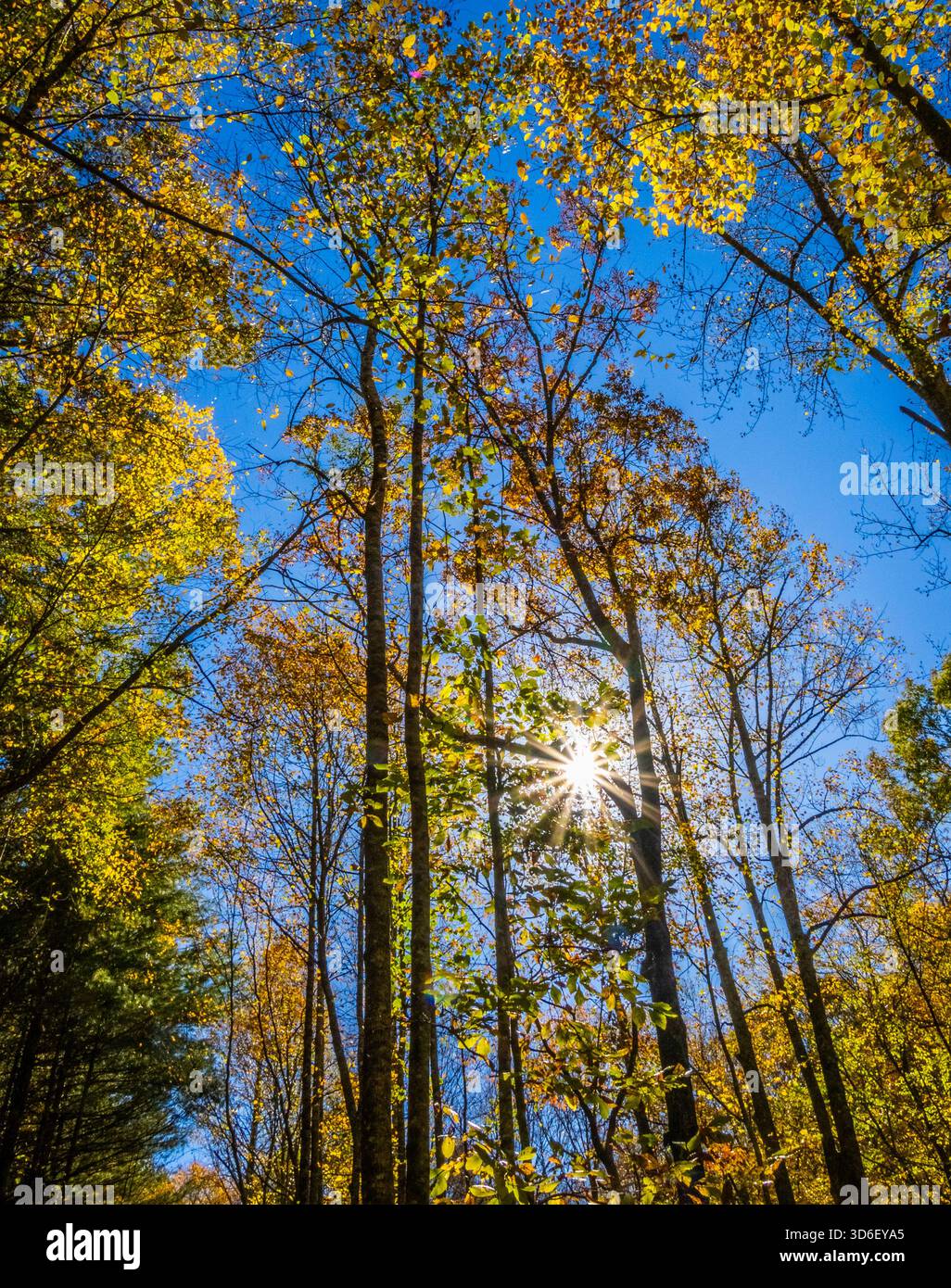 Fall color in the trees in the Blue Ridge Mountains in north Georgia ...