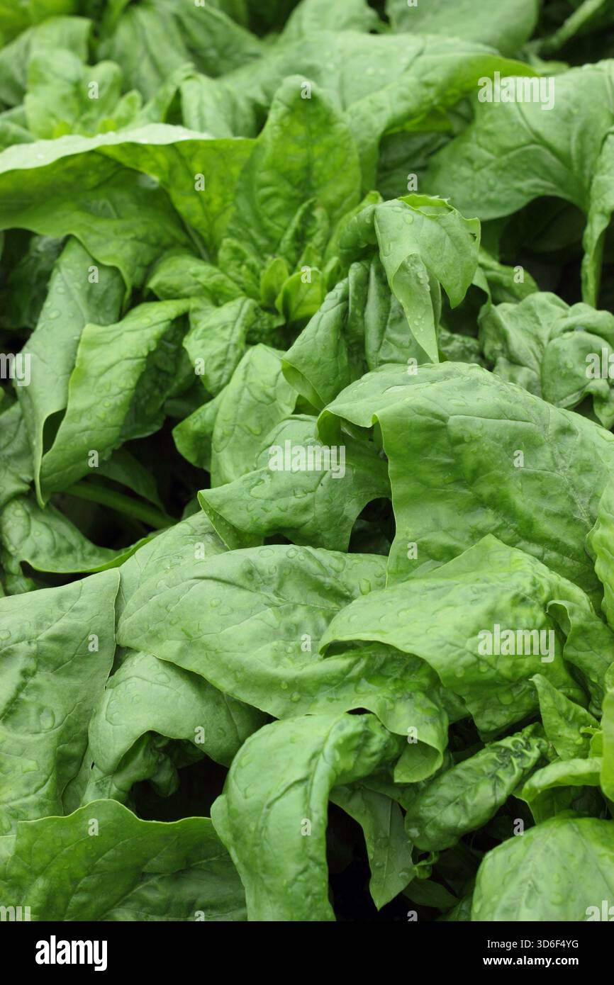 Leaves of hardy Spinach Patton growing in a vegetable garden. Suitable for winter cultivation. Spinacia oleracea Stock Photo