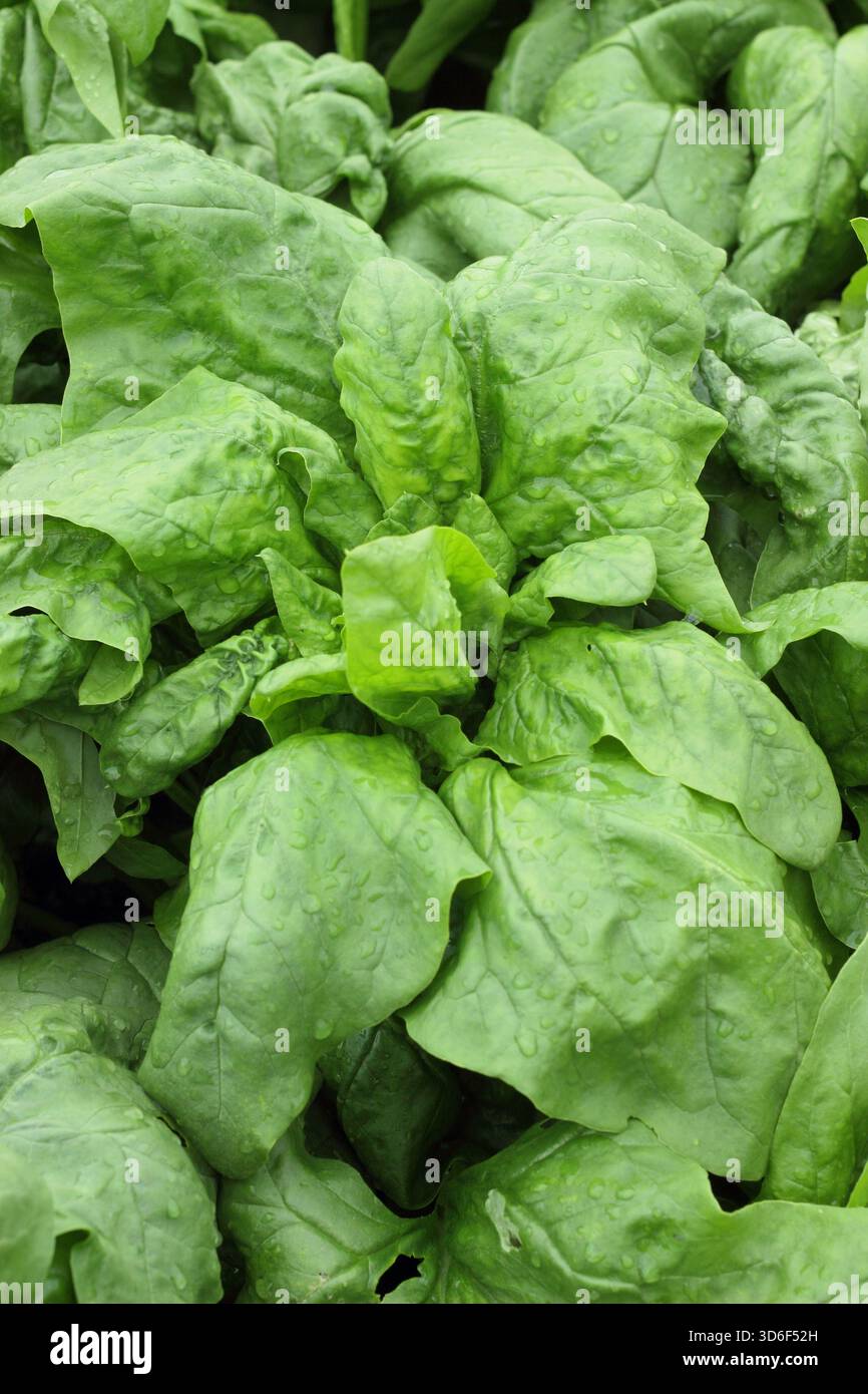 Leaves of hardy Spinach Patton growing in a vegetable garden. Suitable for winter cultivation. Spinacia oleracea Stock Photo