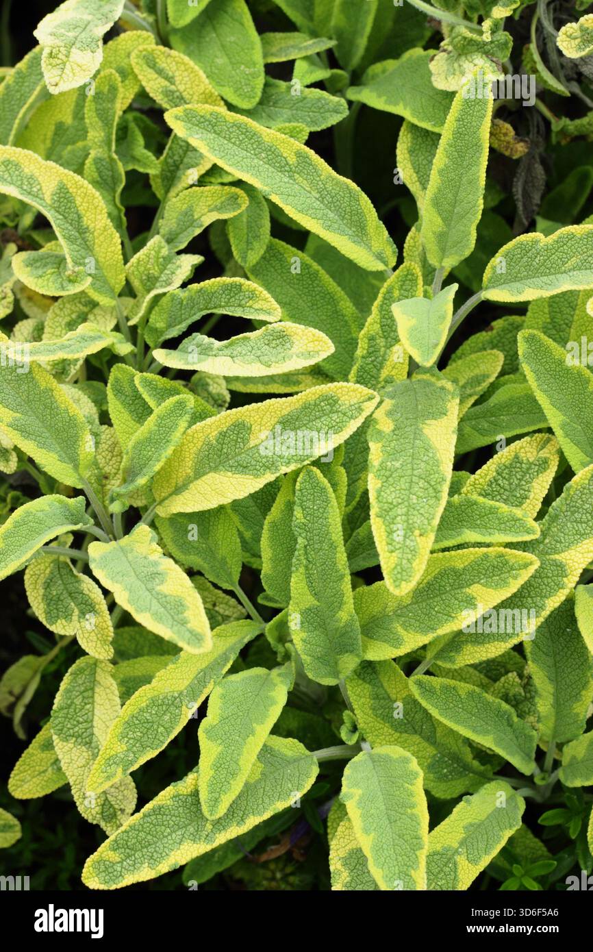 Salvia officinalis Icterina, a variegated culinary herb also known as Golden Sage. Stock Photo