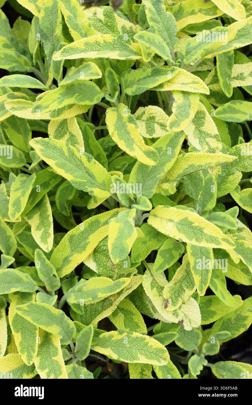 Salvia officinalis Icterina, a variegated culinary herb also known as Golden Sage. Stock Photo