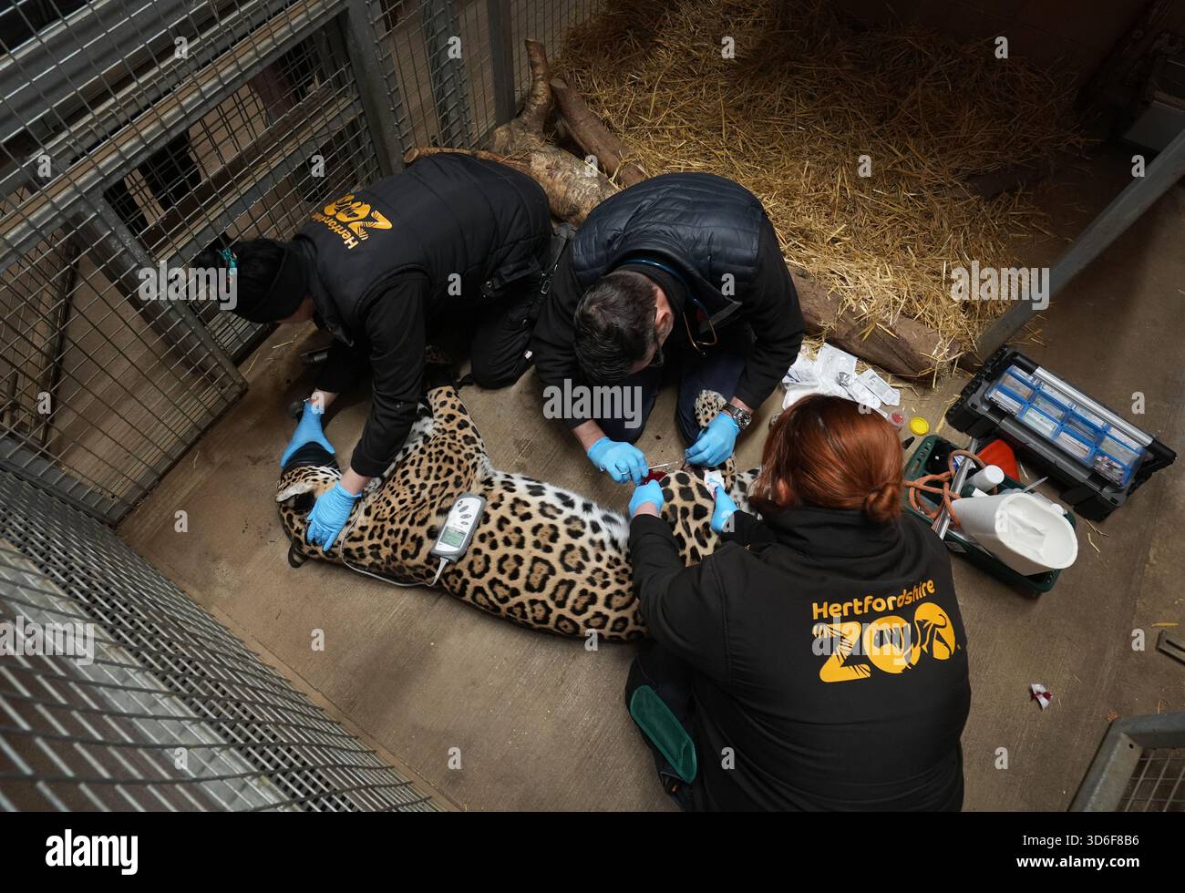 Image showcasing Kedera, a female Jaguar under general aesthetic within her enclosure as ...