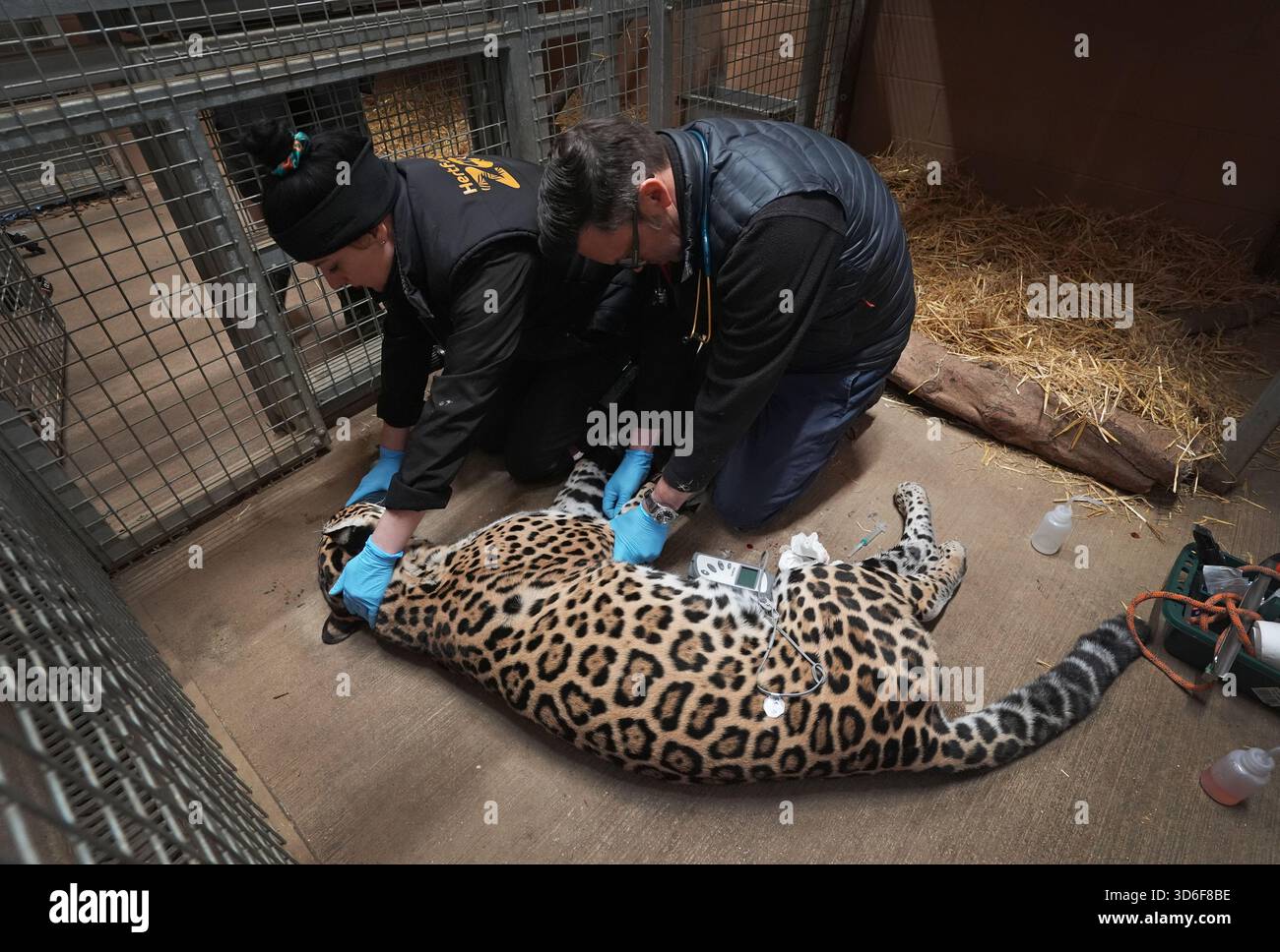 Picture of Kedera, a female Jaguar under general aesthetic within her enclosure as ...