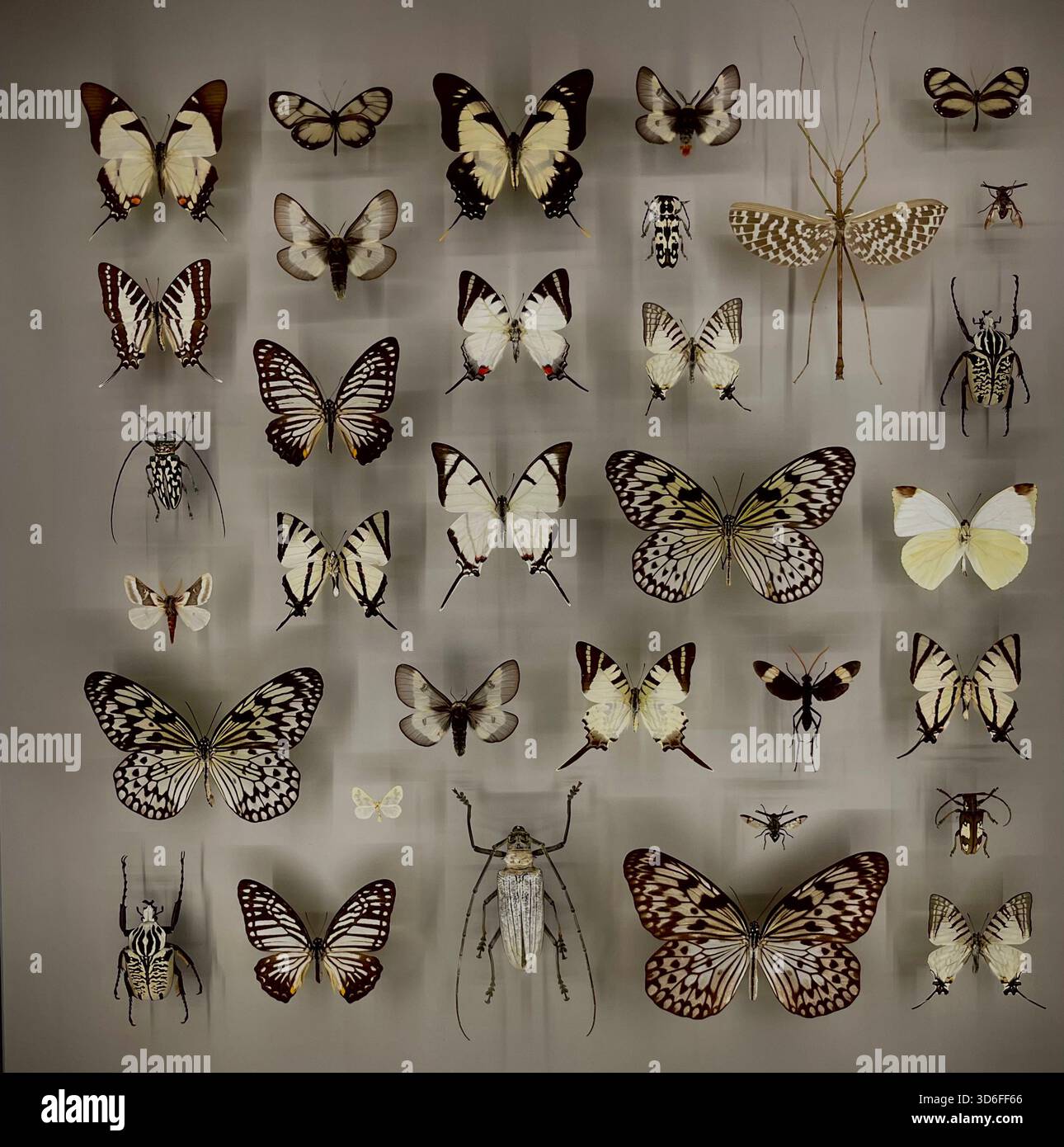Quebec Insectarium Montreal insectarium quebec canada hi-res stock photography and images ...