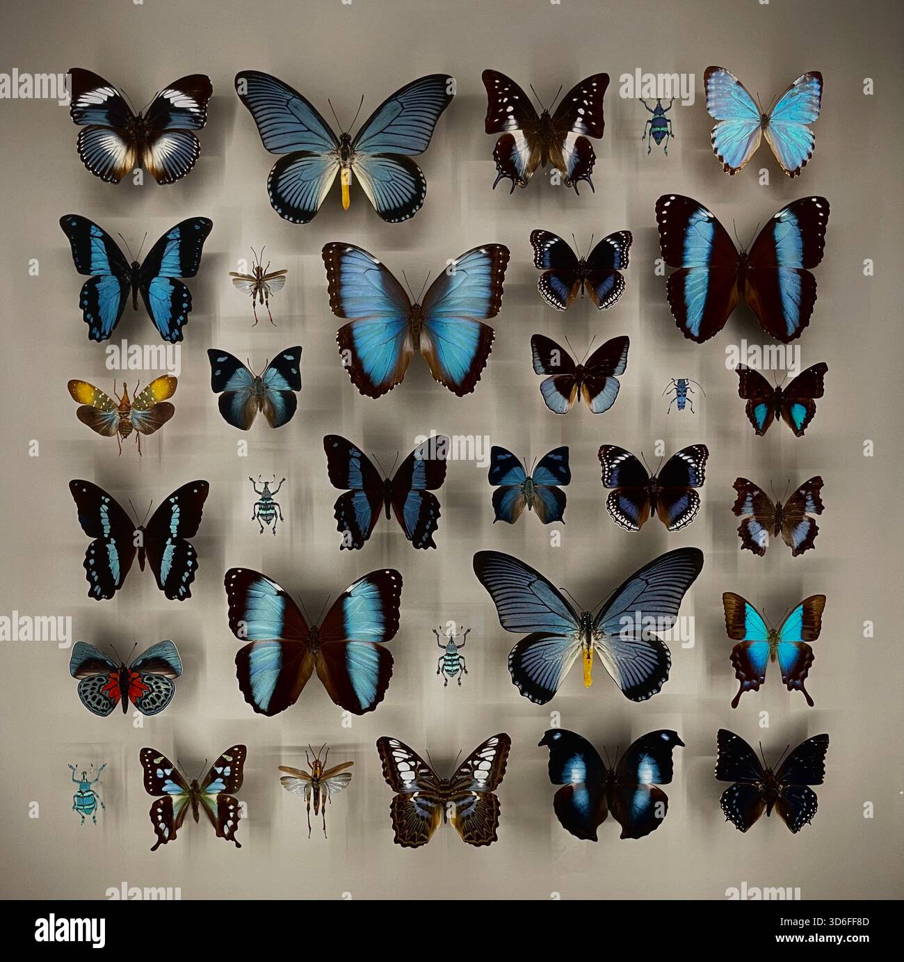 Quebec Insectarium nature insectarium montreal Quebec, Canada Stock Photo - Alamy