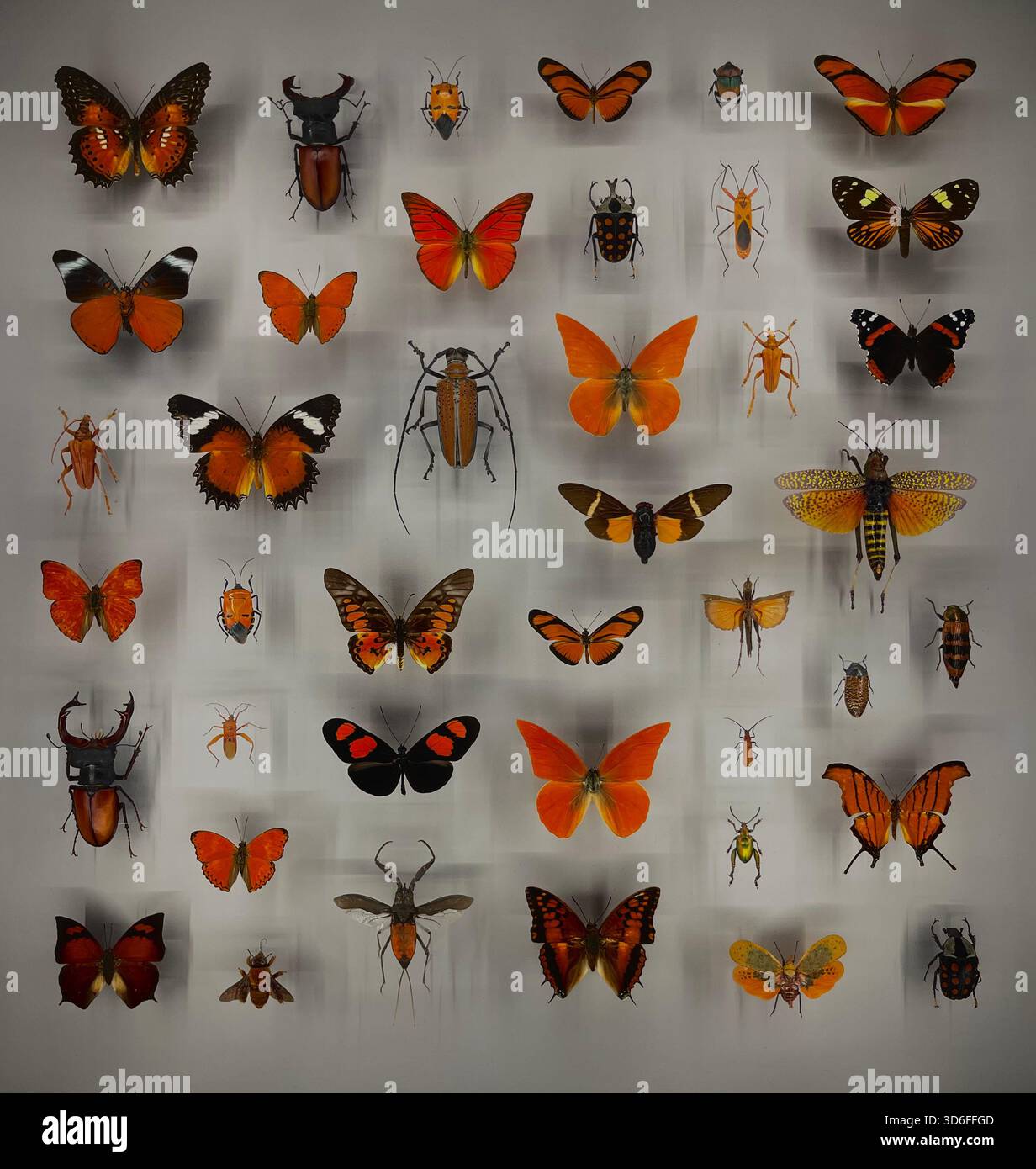 Kertas Insectarium nature insectarium montreal Quebec, Canada Stock Photo - Alamy