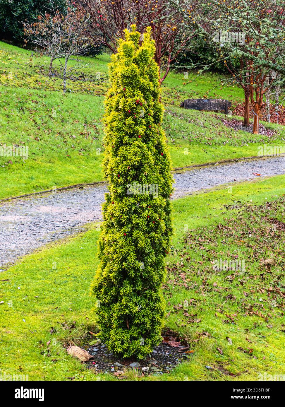 Taxus standishii hi-res stock photography and images - Alamy