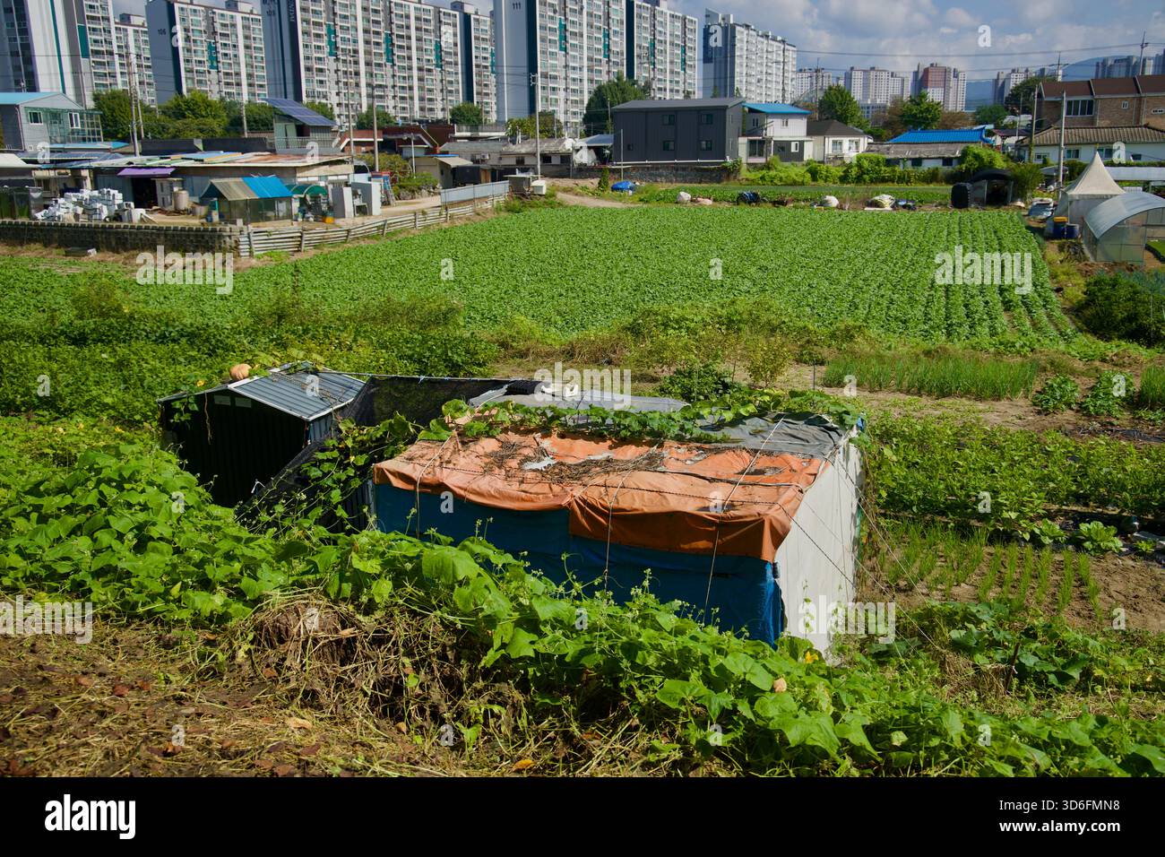Vegetable plots and greenhouses fill a riverside allotment on the edge ...