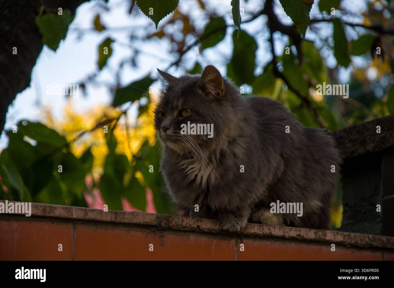 Fluffy Gray Cat Perched on a Garden Wall Under Autumn Foliage Stock Photo