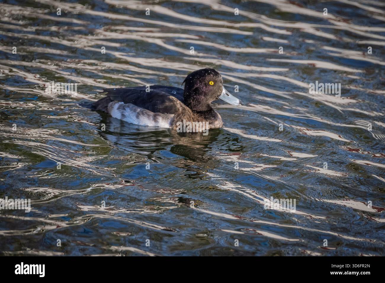 Tufted duck one of the commonest diving ducks in the UK. Stock Photo