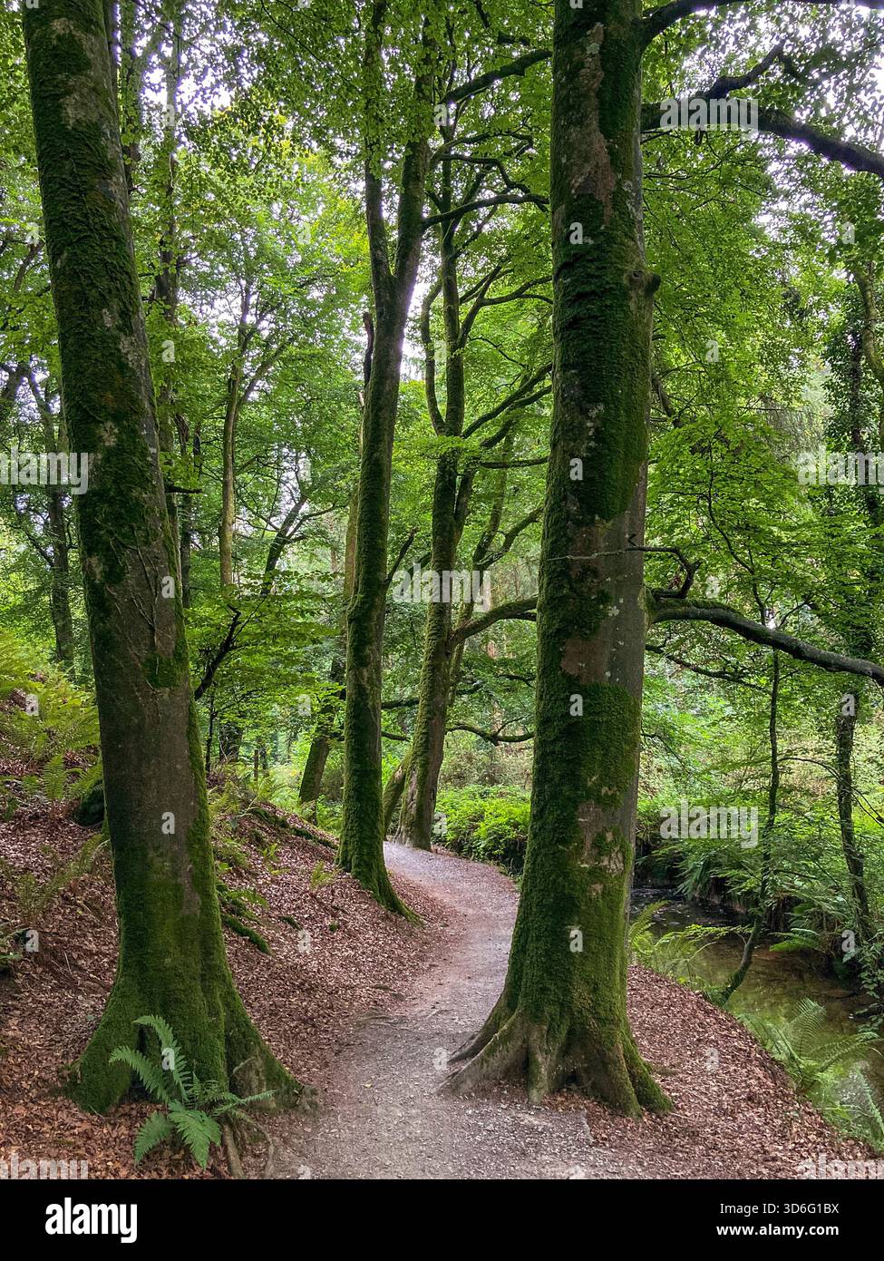 path through woods Stock Photo