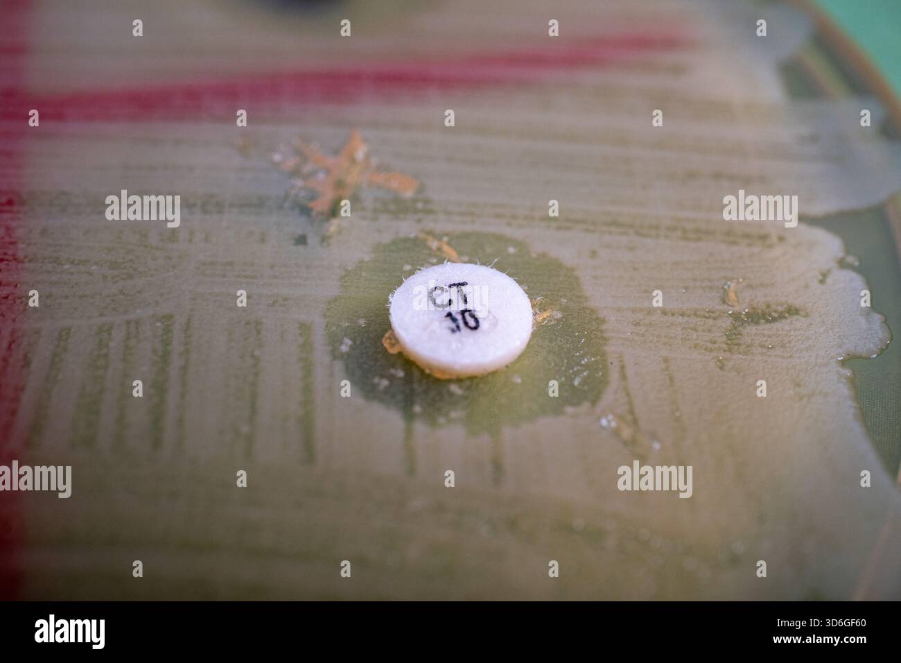antibiotic disc diffusion on agar Stock Photo