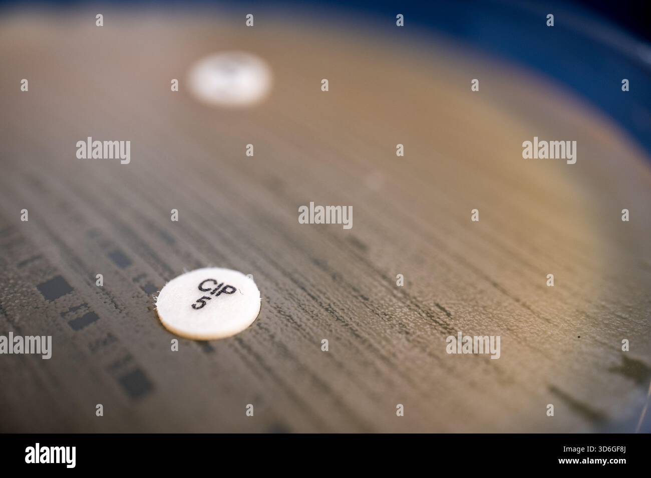 antibiotic disc diffusion on agar Stock Photo