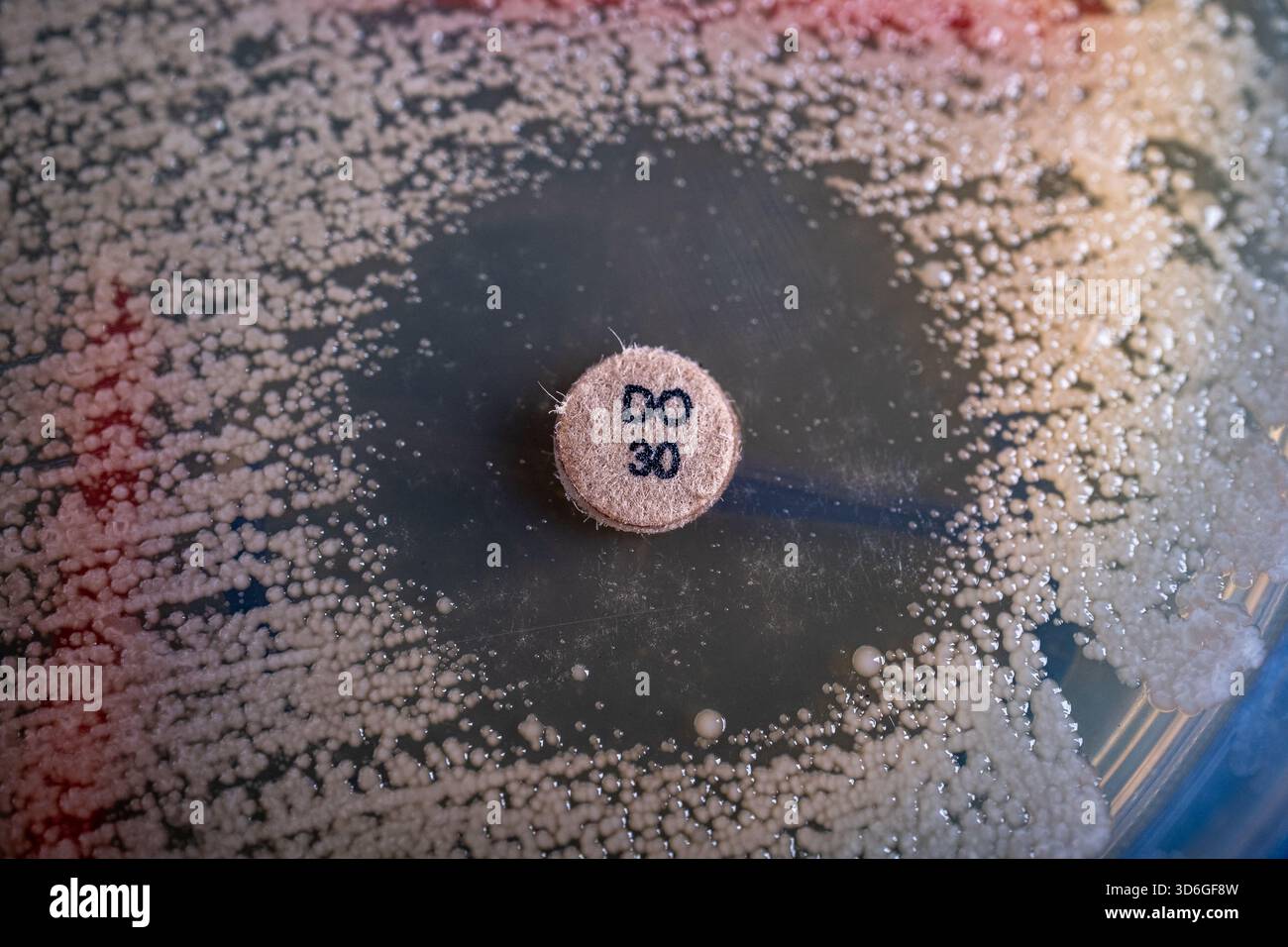 antibiotic disc diffusion on agar Stock Photo