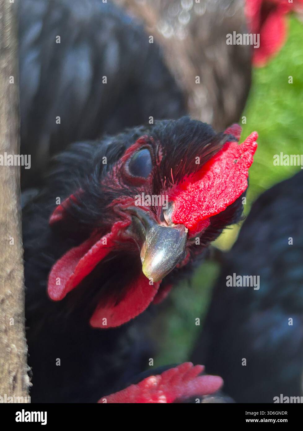 Close up of black chicken with red comb, looking through a fence, Beamish, England - Smartphone Captured Stock Image