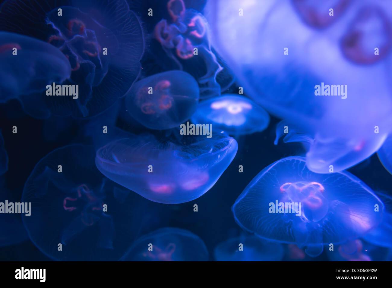Cosmic dance of jellyfish in blue tones. Underwater magic. Stock Photo