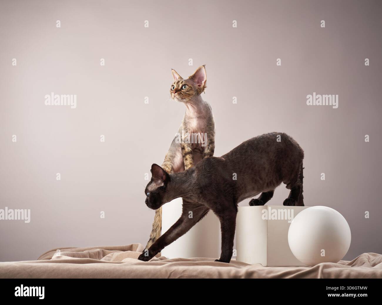 Two Cornish Rex cats explore white geometric props, creating an artistic setting. Their sleek fur and playful expressions contrast with the soft Stock Photo