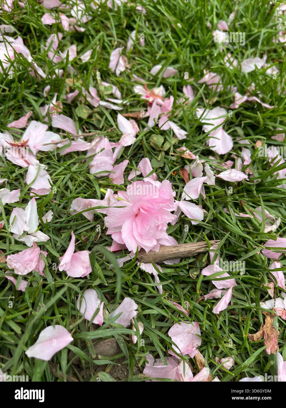 Soft pink cherry blossom petals drift and settle across Central Park’s walkways. - Smartphone Captured Stock Image
