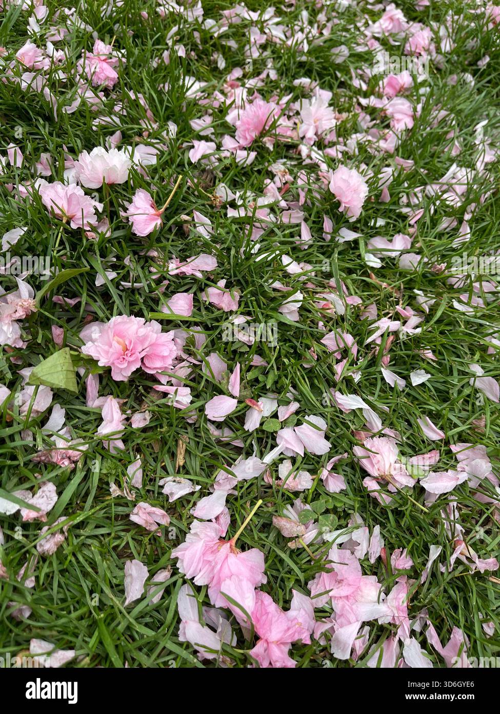 Soft pink cherry blossom petals drift and settle across Central Park’s walkways. - Smartphone Captured Stock Image
