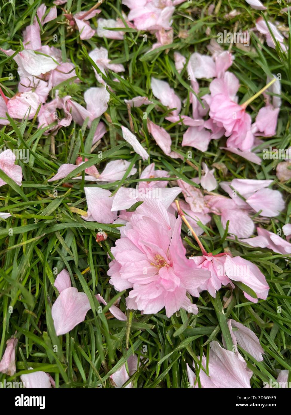 Soft pink cherry blossom petals drift and settle across Central Park’s walkways. - Smartphone Captured Stock Image