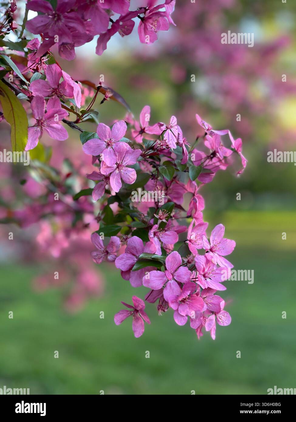 Central Park’s Crabapple trees burst into bloom, marking the arrival of spring. - Smartphone Captured Stock Image