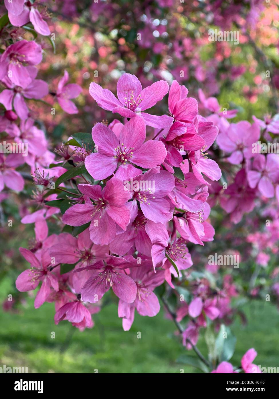 Central Park’s Crabapple trees burst into bloom, marking the arrival of spring. - Smartphone Captured Stock Image