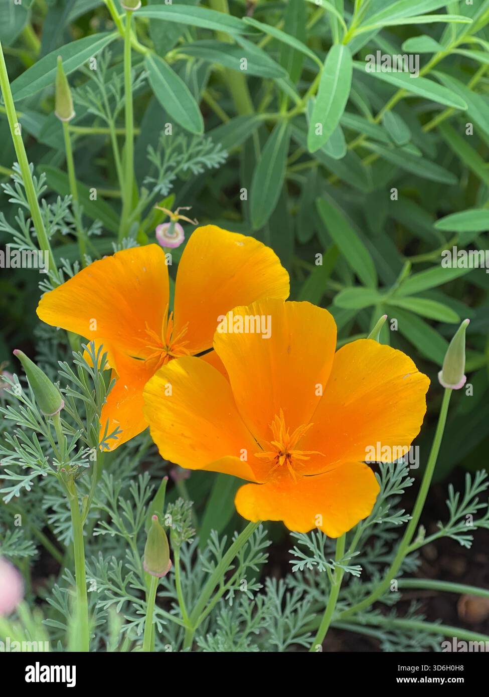 Bright California poppies bloom in Central Park, painting the grounds with vivid orange hues. - Smartphone Captured Stock Image