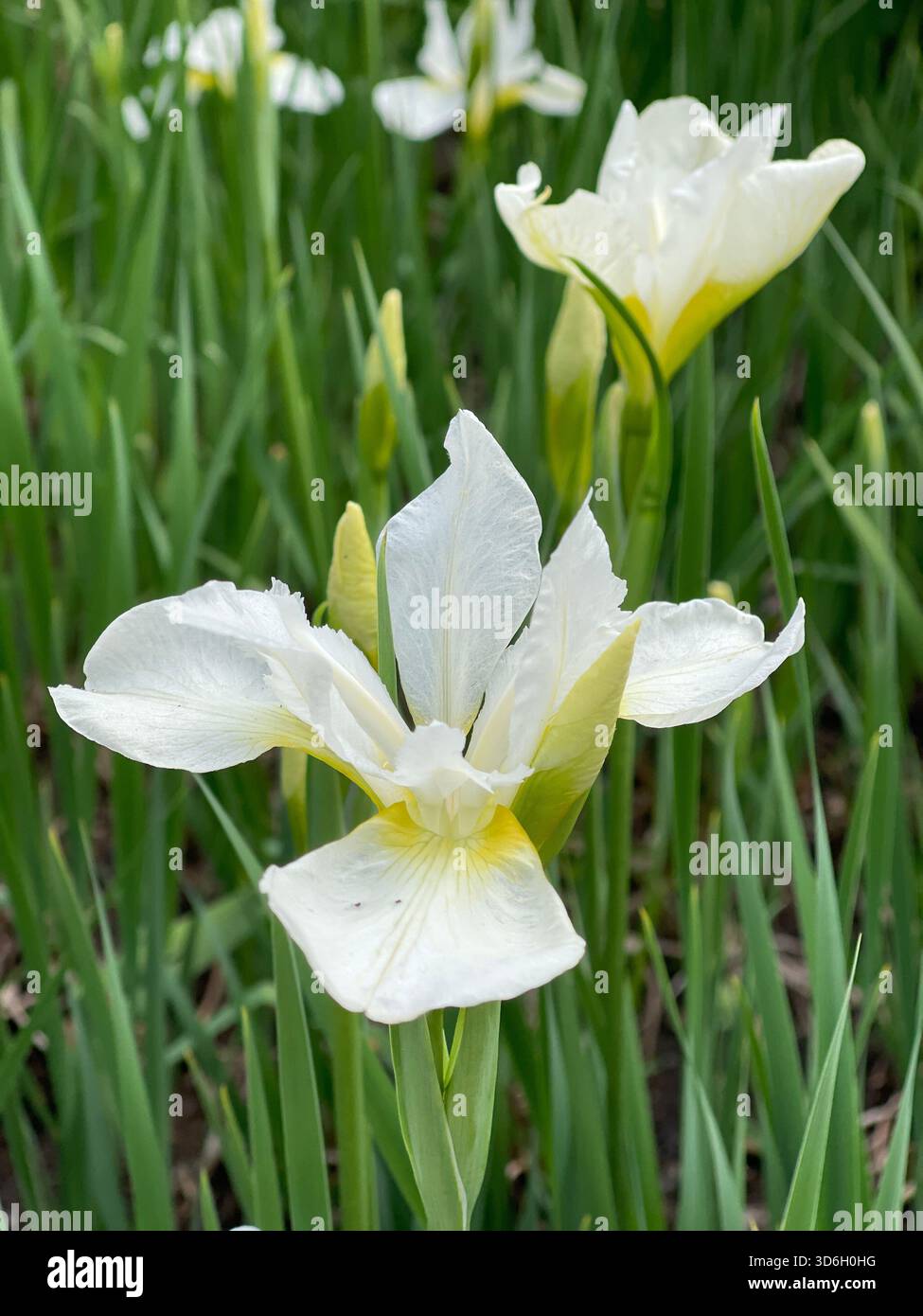 Delicate white irises sway gently in the breeze, brightening Central Park’s landscape. - Smartphone Captured Stock Image