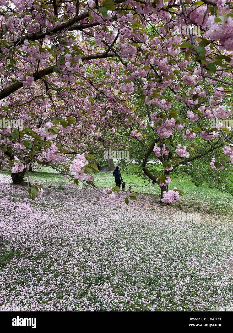 Soft pink cherry blossom petals drift and settle across Central Park’s walkways. - Smartphone Captured Stock Image
