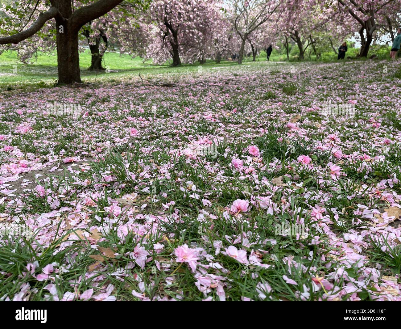 Soft pink cherry blossom petals drift and settle across Central Park’s walkways. - Smartphone Captured Stock Image