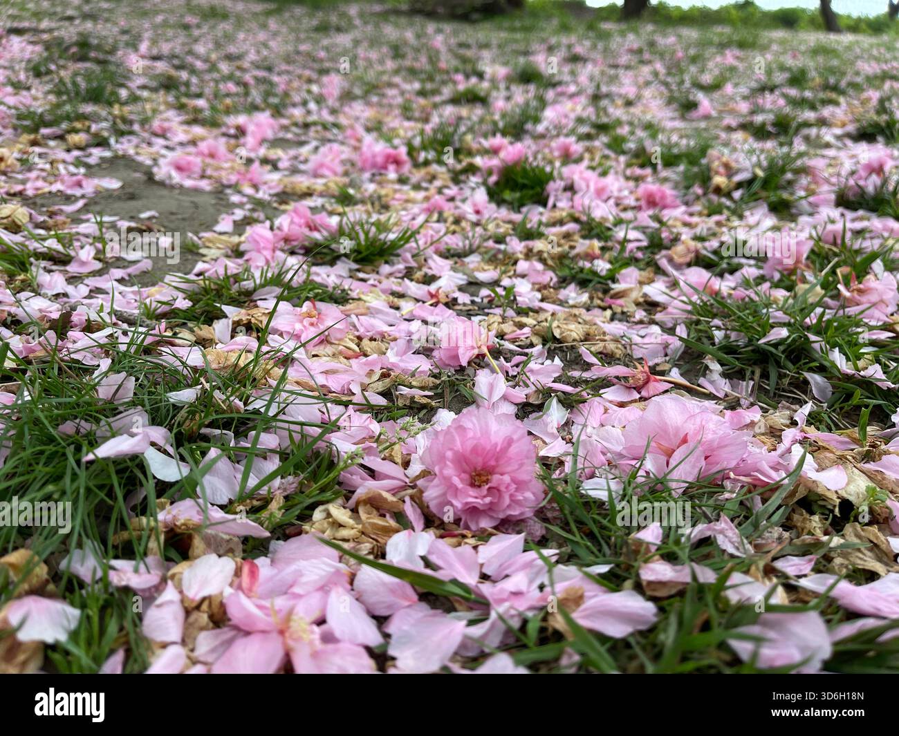 Soft pink cherry blossom petals drift and settle across Central Park’s walkways. - Smartphone Captured Stock Image