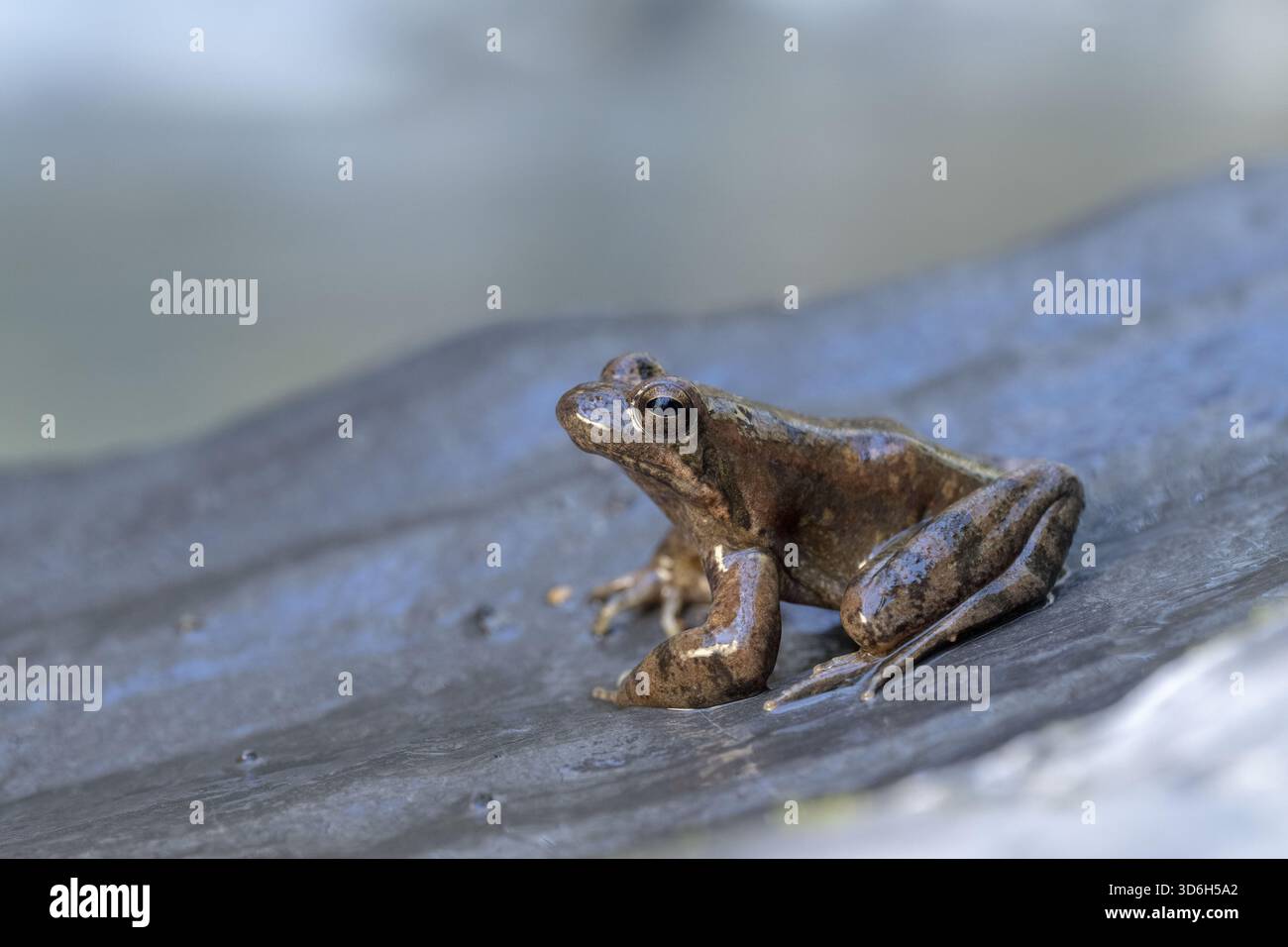 A single frog sits quietly on a rock, its brown skin contrasting with ...