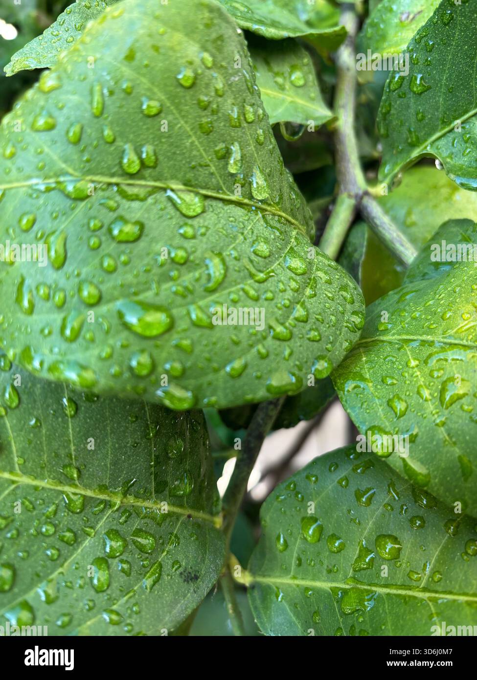 Rain is not just water; it is the poetry of the sky.  Lush green leaves with water droplets after a rain fall. - Smartphone Captured Stock Image